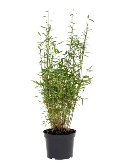 Bambus 'Rufa/Simba' 23 cm potte