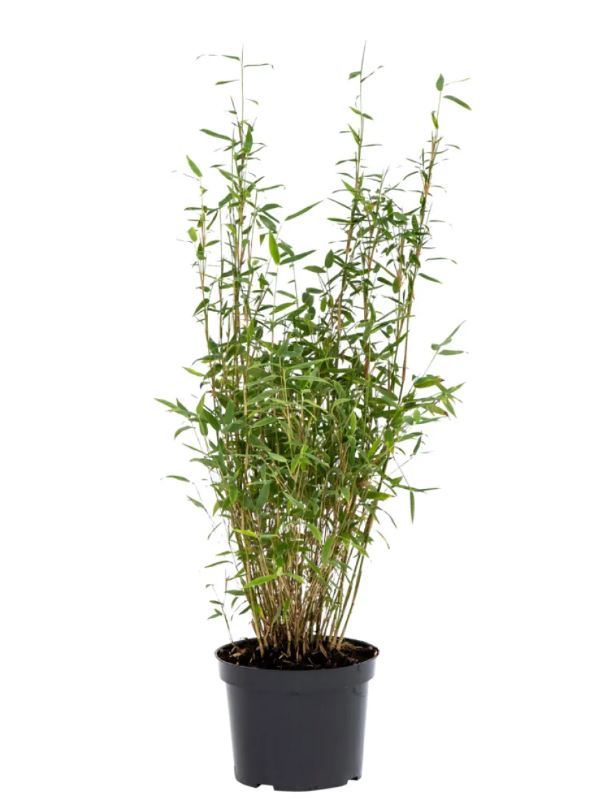 Bambus 'Rufa/Simba' 23 cm potte